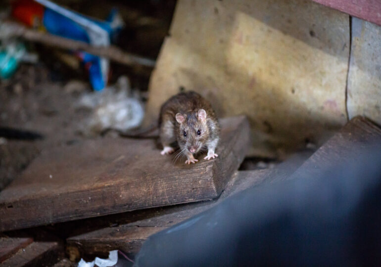 New York City Fights Rat Infestation, Asks Residents to Take Out Their Trash Later